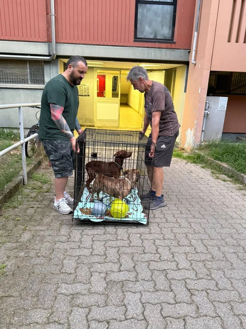 NICHELINO - Il proprietario è in carcere e loro restano in casa senza cibo e acqua: due cani salvati - FOTO