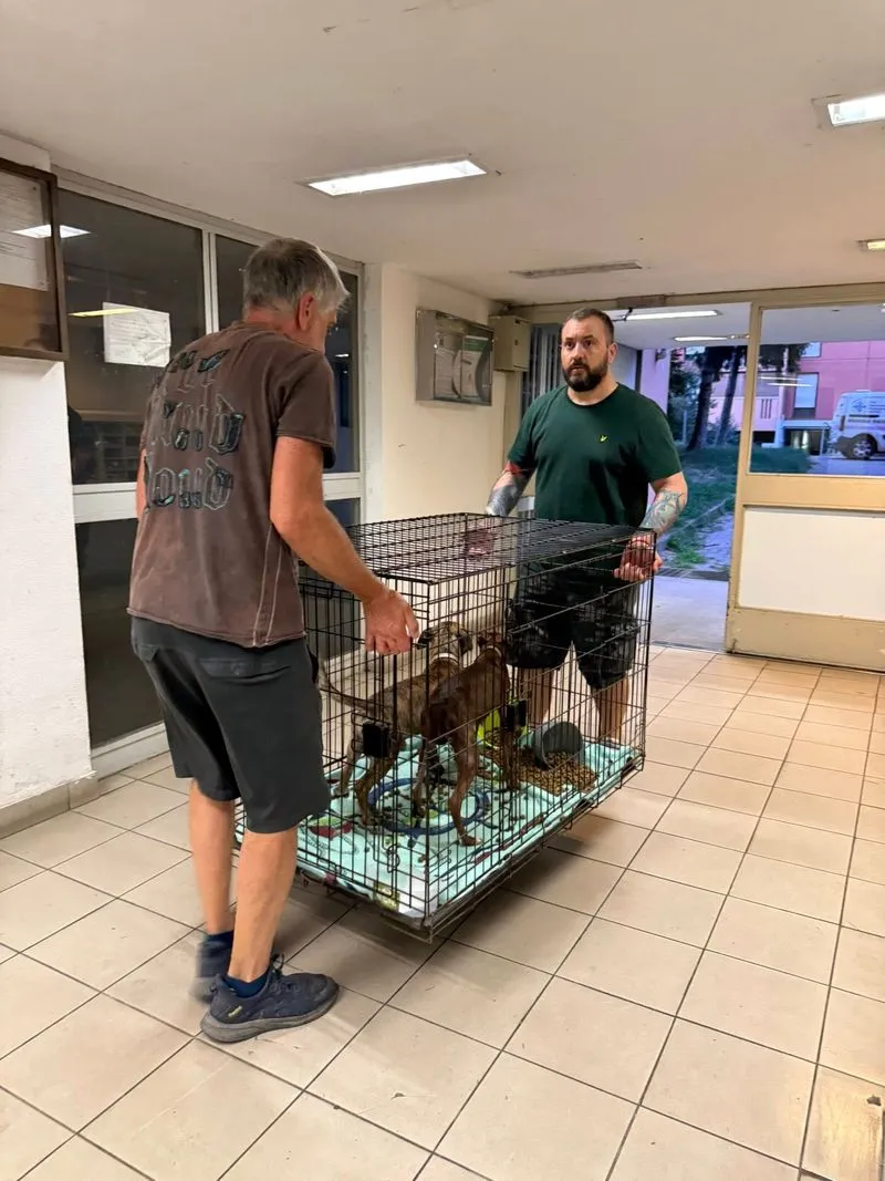 NICHELINO - Il proprietario è in carcere e loro restano in casa senza cibo e acqua: due cani salvati - FOTO