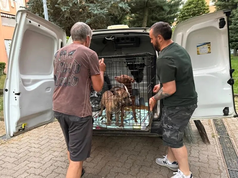 NICHELINO - Il proprietario è in carcere e loro restano in casa senza cibo e acqua: due cani salvati - FOTO