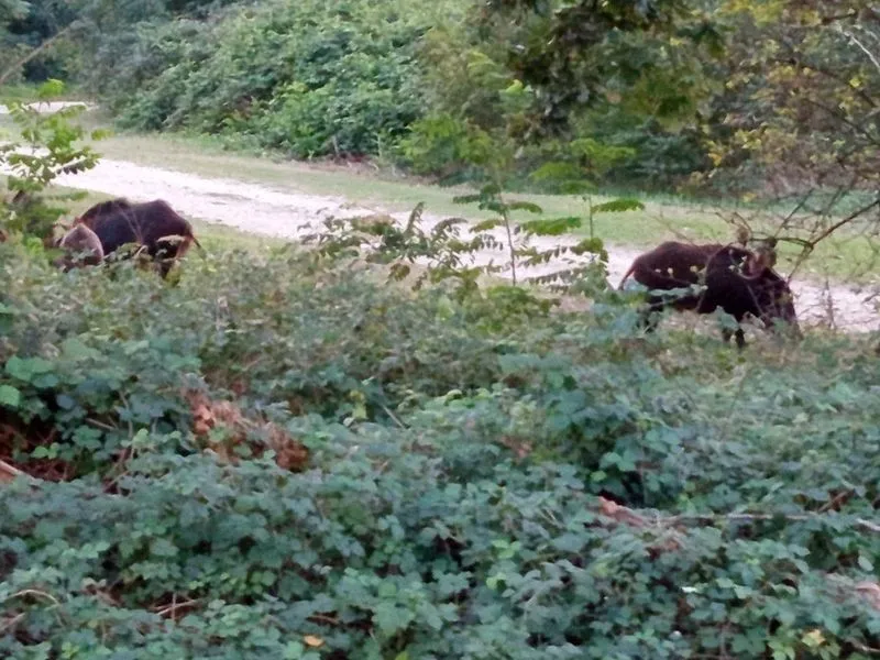 NICHELINO - Ancora cinghiali avvistati da chi fa jogging al Boschetto: è polemica sui social - FOTO