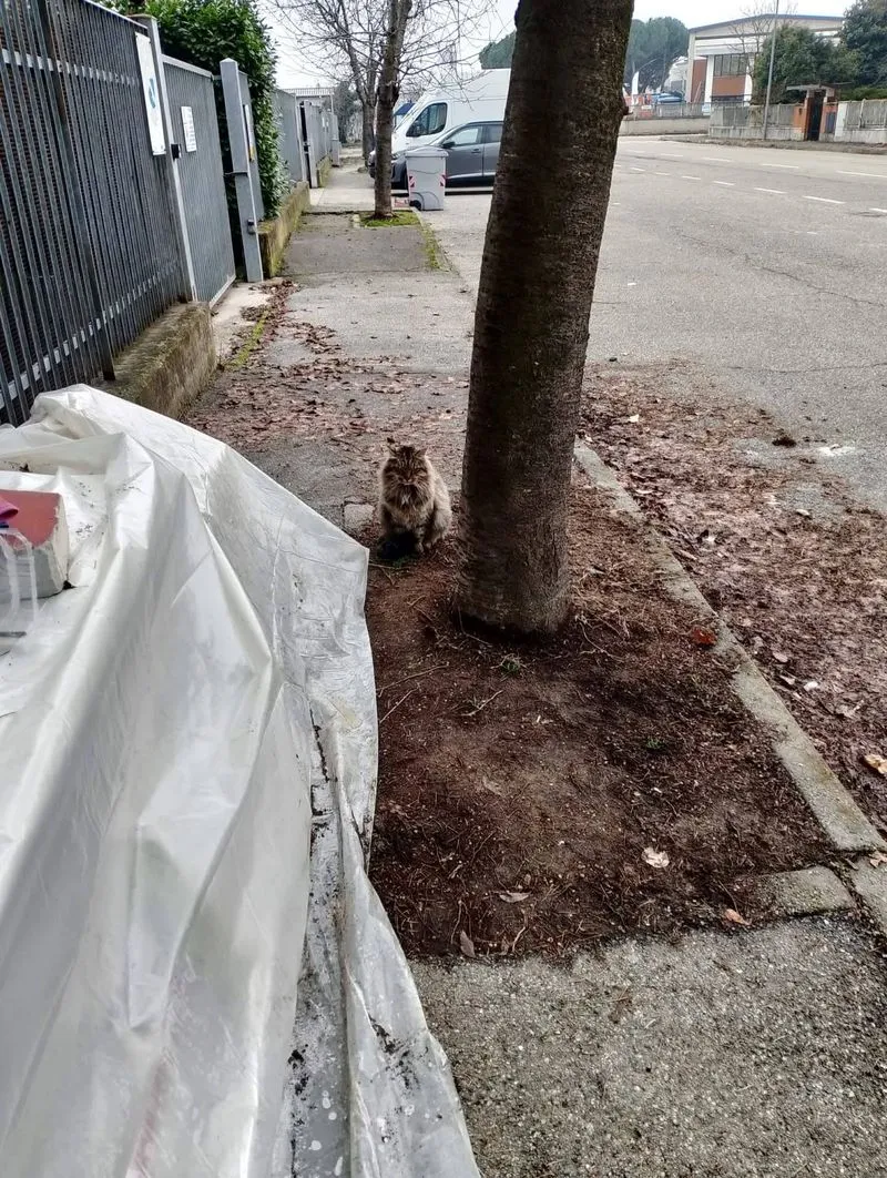 NICHELINO - Data alle fiamme e distrutta una colonia felina durante la notte di Capodanno - FOTO