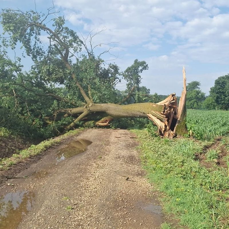 NICHELINO - Nubifragio, crollati alcuni alberi di grossa dimensione all’interno del Parco naturale di Stupinigi - FOTO