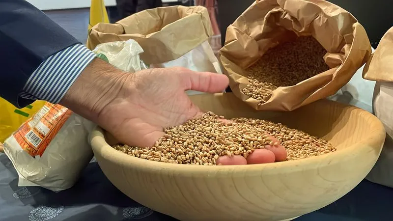 NICHELINO - Presentati la nuova pasta e il nuovo pane della filiera della farina del grano di Stupinigi - FOTO