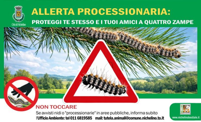NICHELINO - Il Comune avverte: «Attenzione alla processionaria del pino»