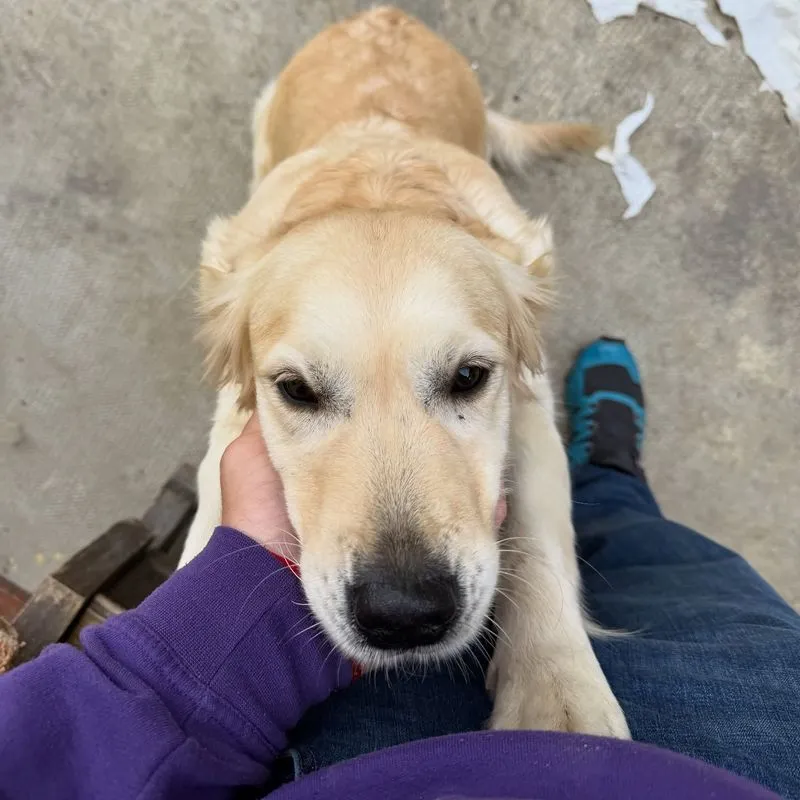 NICHELINO - Un gesto di civiltà: adesso sarà possibile essere seppelliti con il proprio cane o gatto