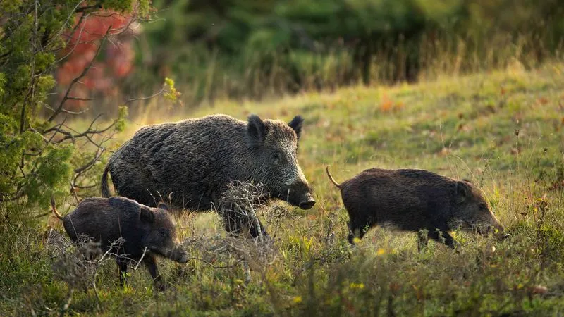 NICHELINO - Stop alle battute di caccia al cinghiale al Boschetto