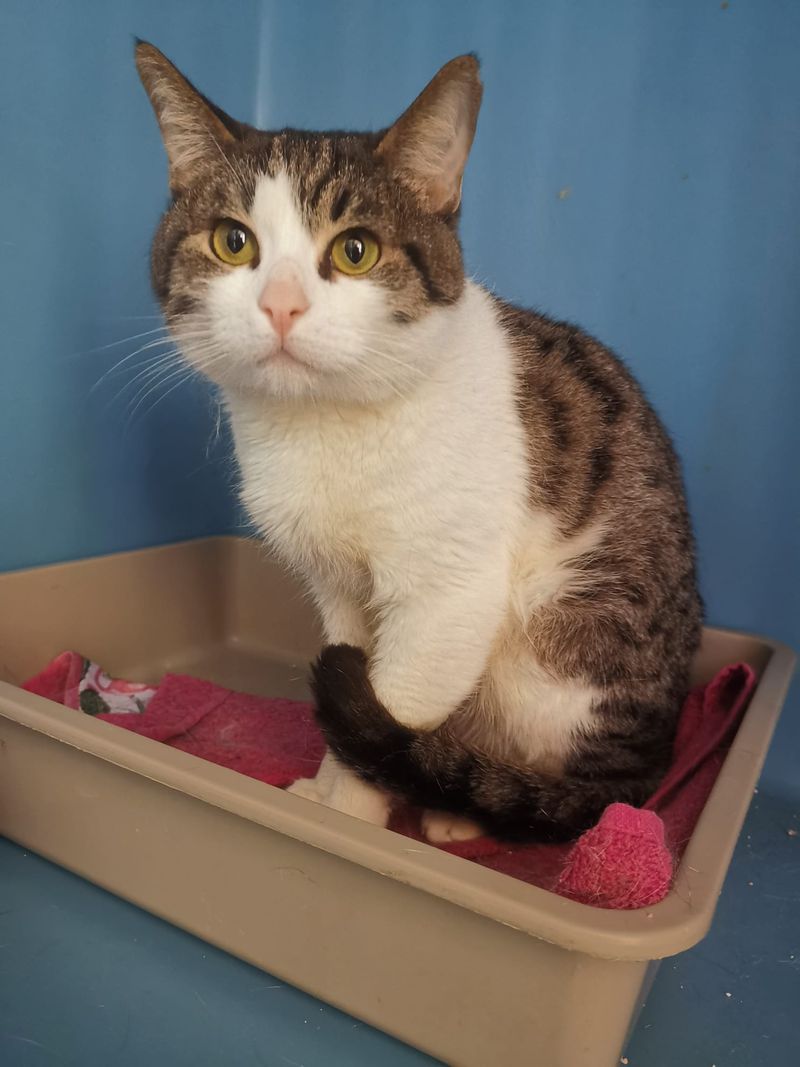 ORBASSANO - Cane e gatto segregati in un garage, salvati dalle guardie zoofile - FOTO