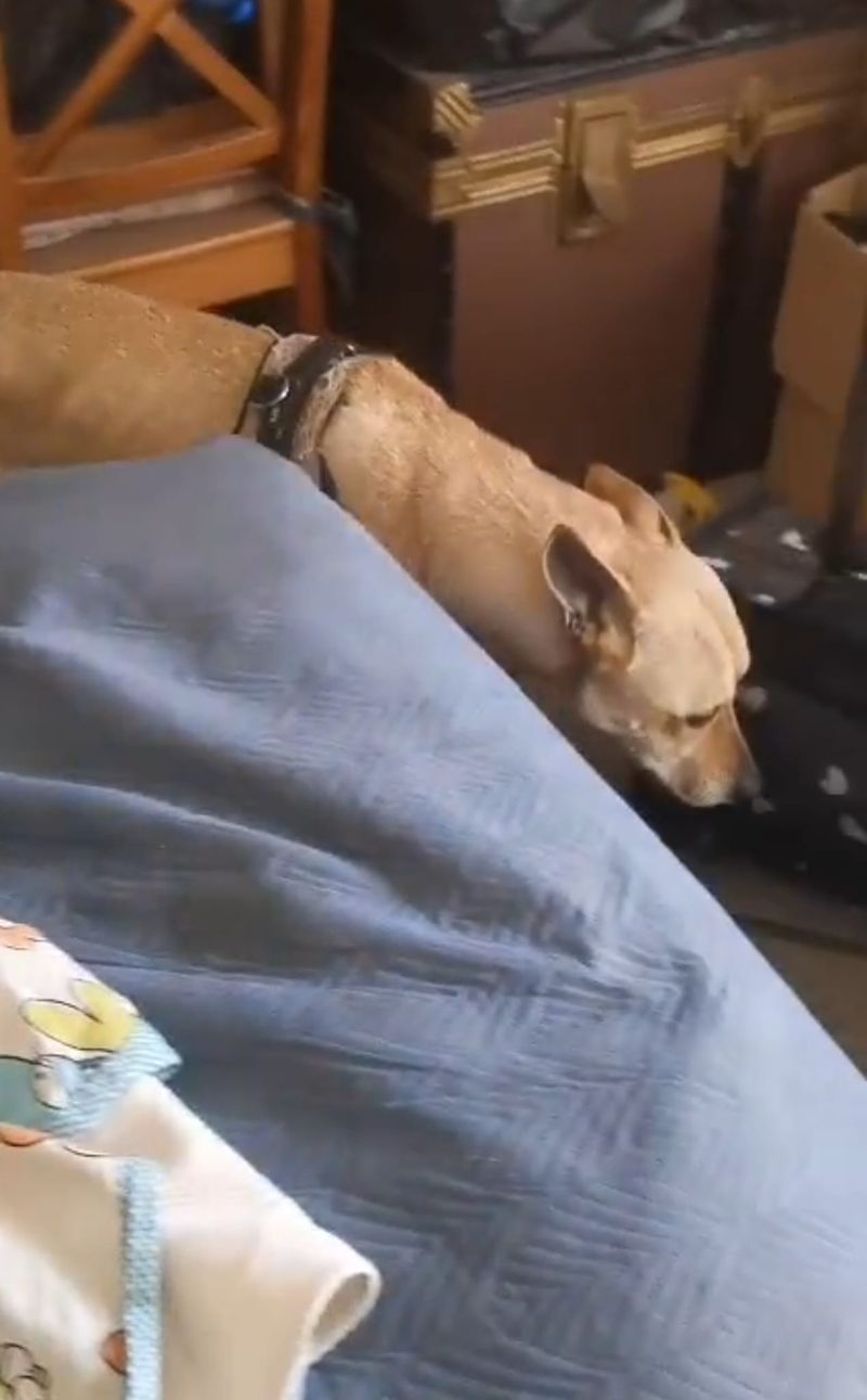 ORBASSANO - Cane e gatto segregati in un garage, salvati dalle guardie zoofile - FOTO