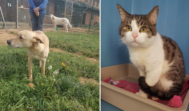 ORBASSANO - Cane e gatto segregati in un garage, salvati dalle guardie zoofile - FOTO