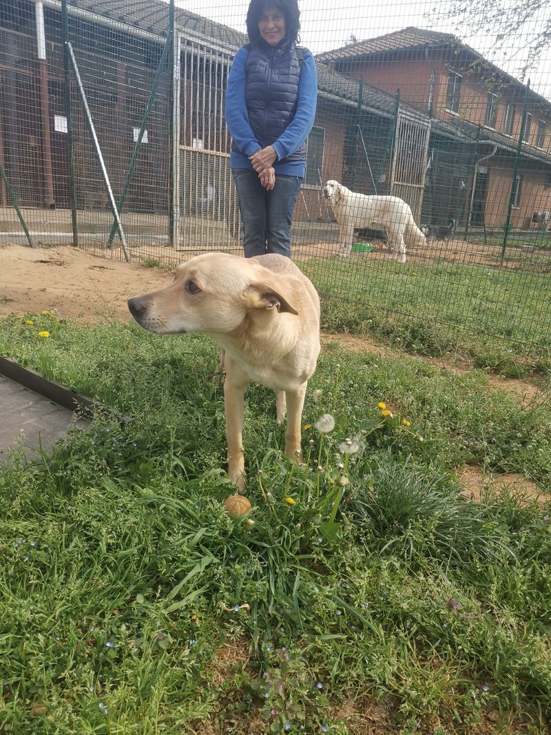 ORBASSANO - Cane e gatto segregati in un garage, salvati dalle guardie zoofile - FOTO