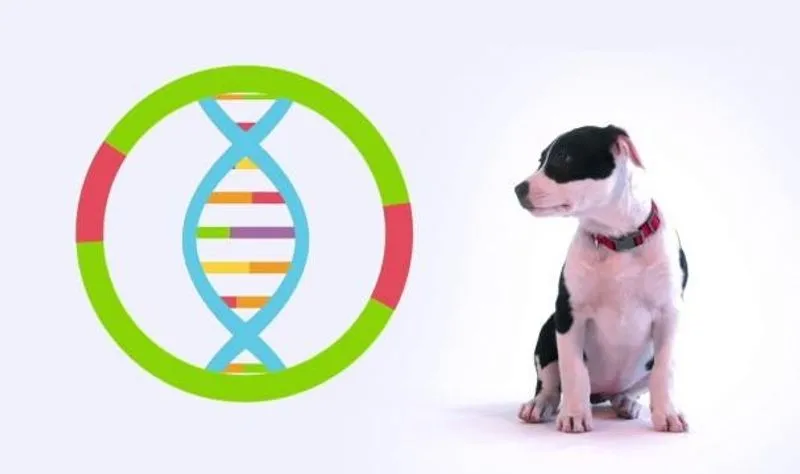 ORBASSANO - Parte la raccolta del DNA dei cani contro l'abbandono delle deiezioni