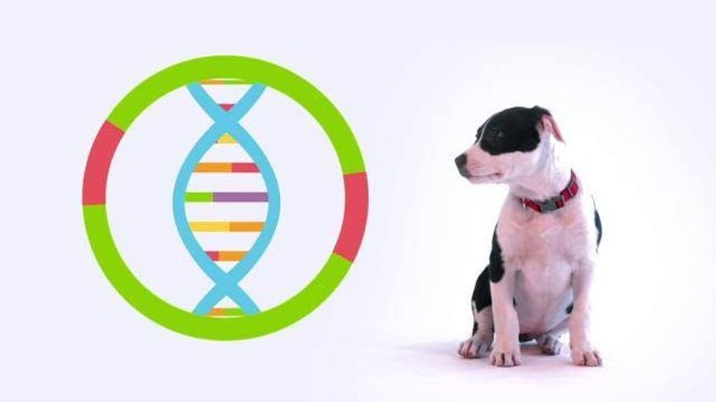 ORBASSANO - Contro le deiezioni selvagge il progetto di raccolta del Dna dei cani: adesioni entro il 30 settembre
