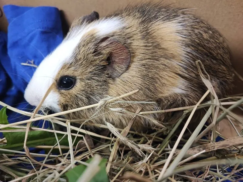 ORBASSANO - Trovata una cavia nella zona di via Di Nanni: ora è al Canc che attende la sua famiglia