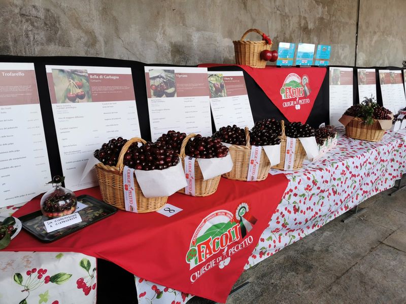 PECETTO - Tutto pronto per l'edizione numero 111 della Festa delle ciliegie