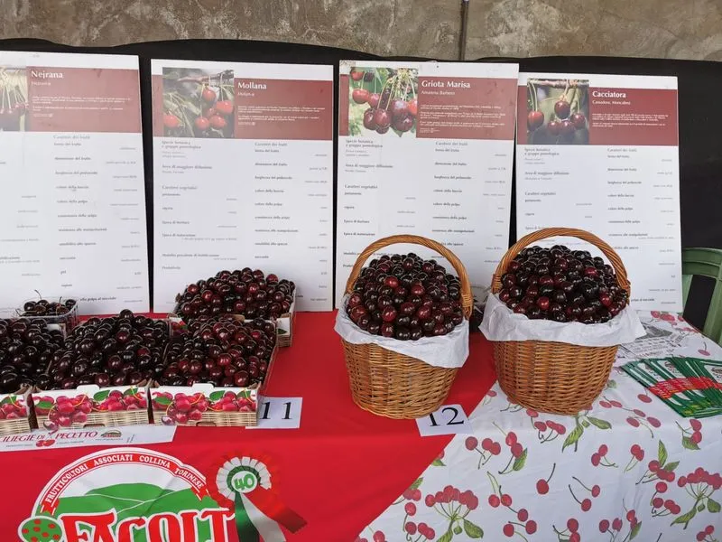 PECETTO - Tutto pronto per la Festa delle Ciliegie - FOTO