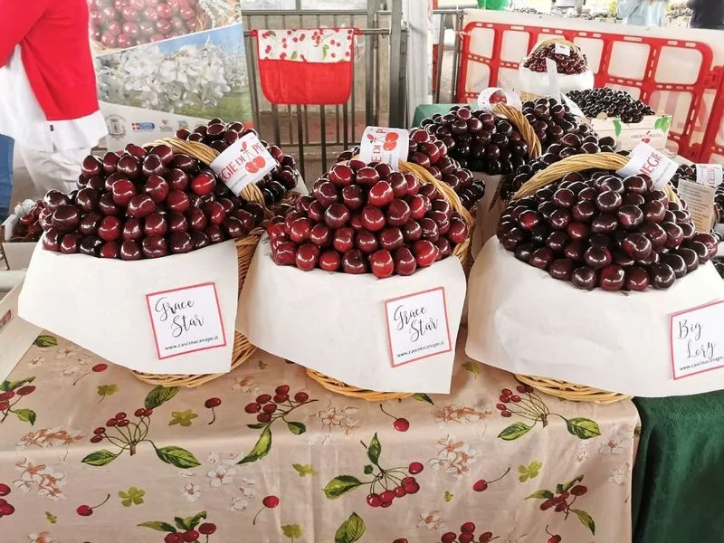 PECETTO - Tutto pronto per la Festa delle Ciliegie - FOTO
