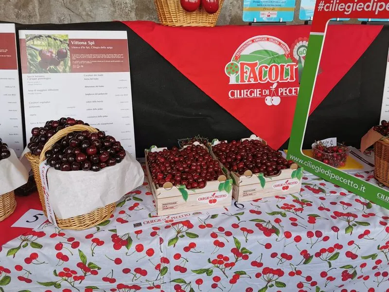 PECETTO - Tutto pronto per la Festa delle Ciliegie - FOTO