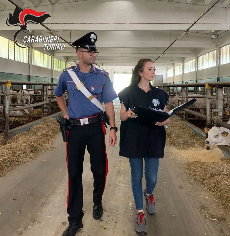 CAPORALATO E LAVORO NERO - Controlli dei Carabinieri anche nelle aziende agricole di Pianezza e Caselette - FOTO
