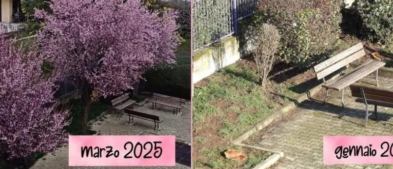 PIOSSASCO - Polemiche sull'abbattimento delle piante di piazza Partigiani