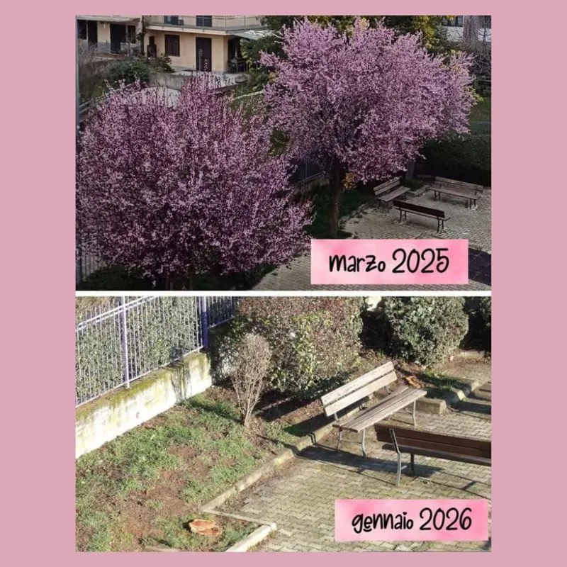 PIOSSASCO - Polemiche sull'abbattimento delle piante di piazza Partigiani