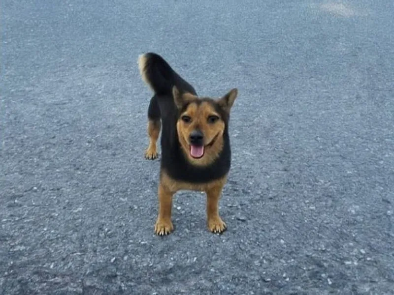 PIOSSASCO - Cagnolino ucciso da un colpo di pistola, Rocky trovato morto in un prato dai proprietari