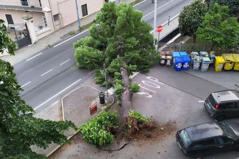 PIOSSASCO - Albero gigante precipita in strada, paura in via Susa