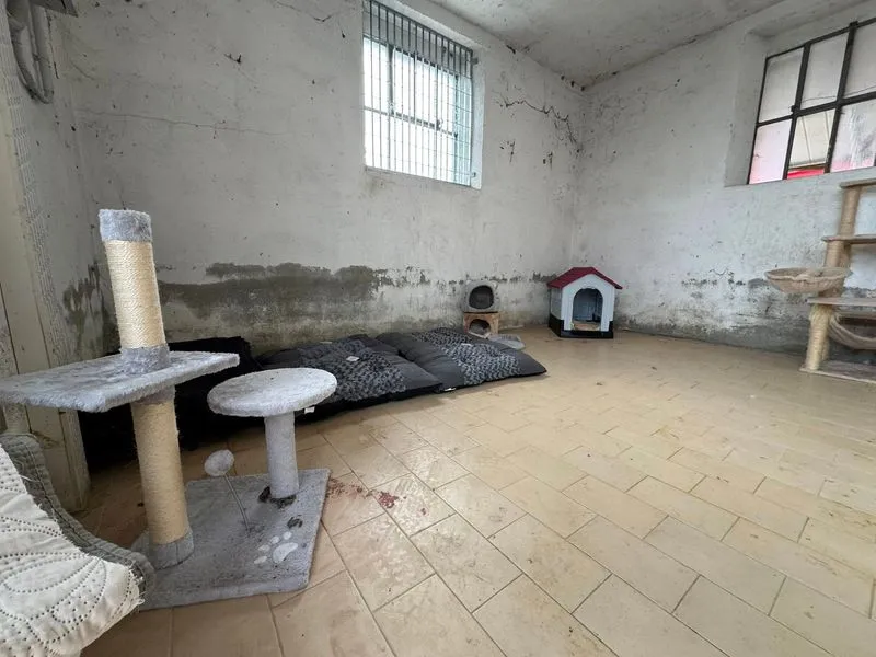 POIRINO - Una nuova casetta all'ecocentro per i gatti della colonia - FOTO