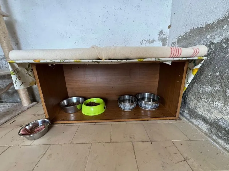 POIRINO - Una nuova casetta all'ecocentro per i gatti della colonia - FOTO