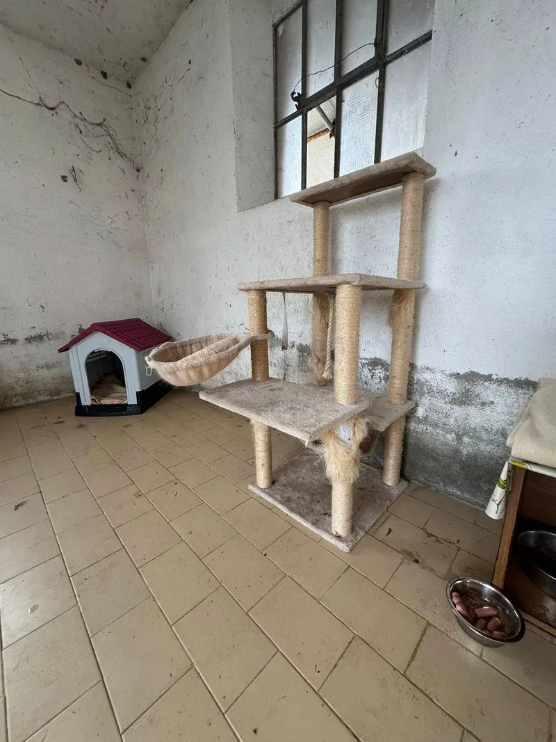 POIRINO - Una nuova casetta all'ecocentro per i gatti della colonia - FOTO