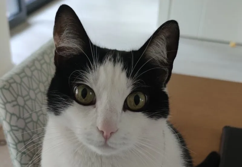 RIVALTA - Il Comune organizza un percorso formativo gratuito per volontari delle colonie feline e proprietari di gatti
