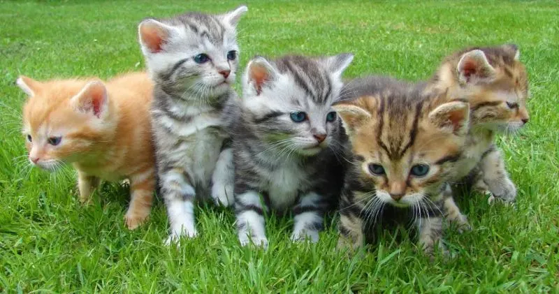 RIVAROLO CANAVESE - Il Comune cercherà una bella sistemazione per il gattile di Villa Vallero
