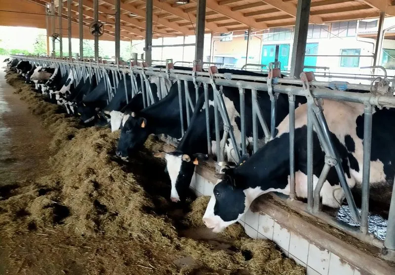 RIVAROLO CANAVESE - Vendute per mezzo milione di euro le mucche sotto sequestro della Borgata Vittoria