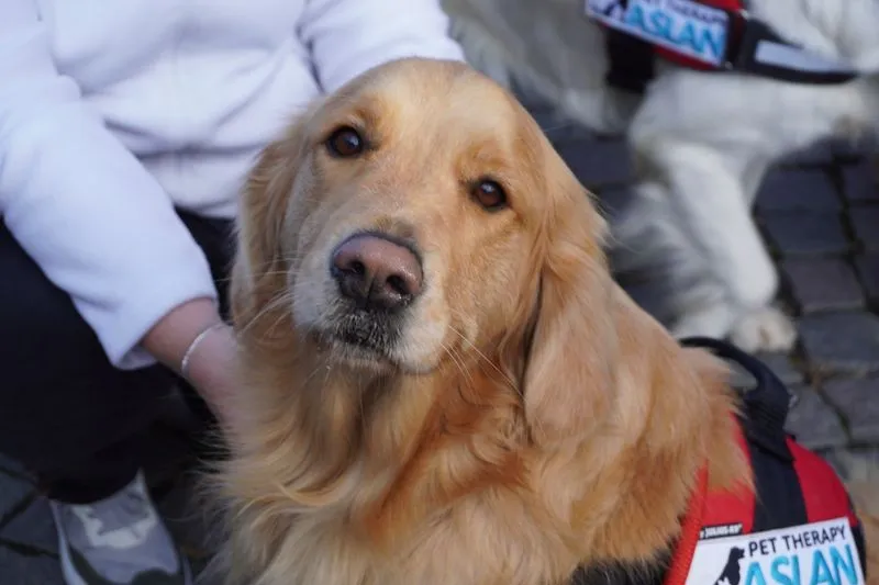 RIVOLI - Grande successo per la seconda edizione de «Una Zampa per la Vita» - FOTO