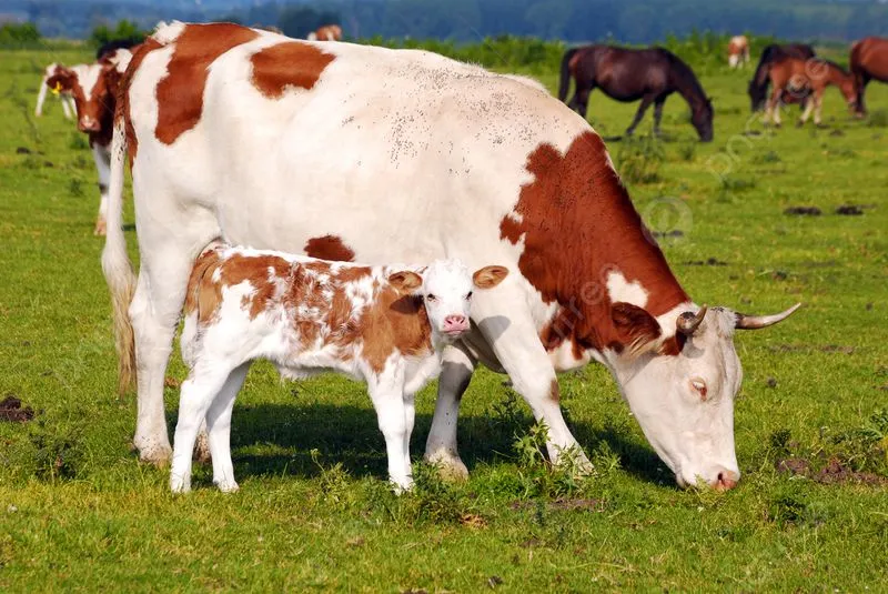 SAN BENIGNO CANAVESE - Mucca in fuga, partorisce in strada di notte tra le auto: mamma e vitellino salvi