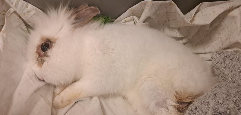 SAN GILLIO - Coniglio abbandonato in via Piave: è in gravi condizioni al «Centro animali non convenzionali» di Grugliasco