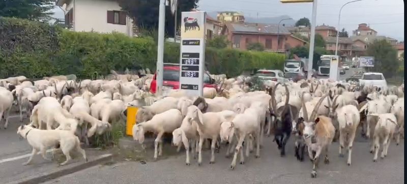 SAN GILLIO - Inizia la transumanza: pecore e capre «invadono» le strade del paese - FOTO E VIDEO