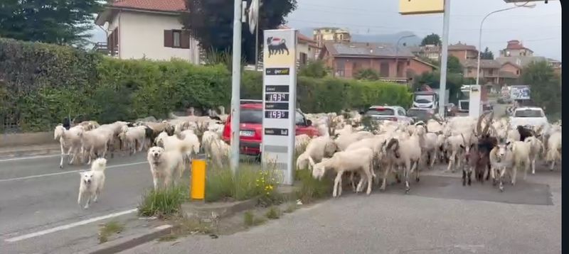 SAN GILLIO - Inizia la transumanza: pecore e capre «invadono» le strade del paese - FOTO E VIDEO