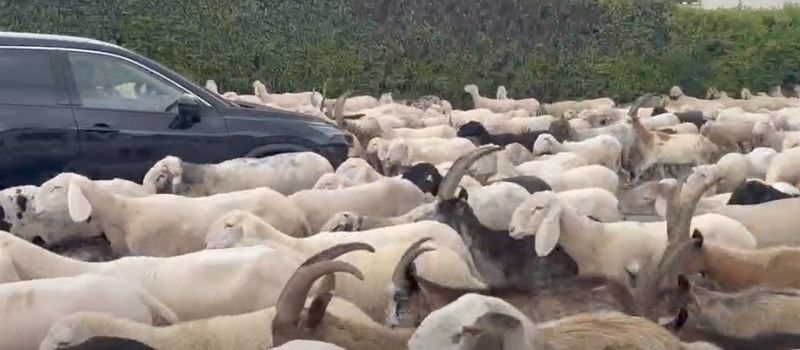 SAN GILLIO - Inizia la transumanza: pecore e capre «invadono» le strade del paese - FOTO E VIDEO
