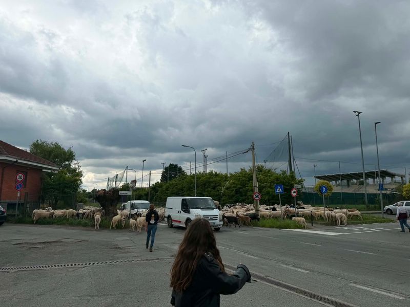 SAN GILLIO - Inizia la transumanza: pecore e capre «invadono» le strade del paese - FOTO E VIDEO