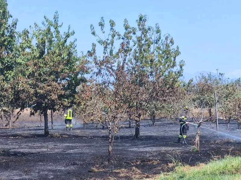 SAN GIUSTO CANAVESE - Incendio in via Grametti: bruciati un campo di grano e un frutteto  - FOTO