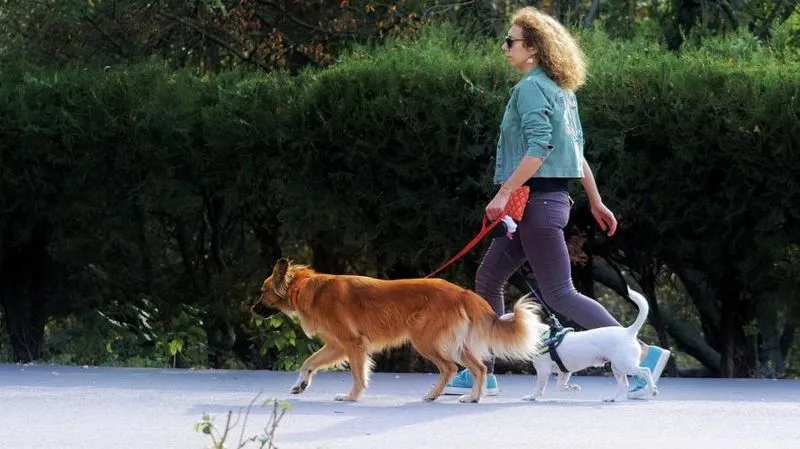 SANGANO-NICHELINO - Dalla Regione contributi per le campagne educative sul possesso responsabile dei cani