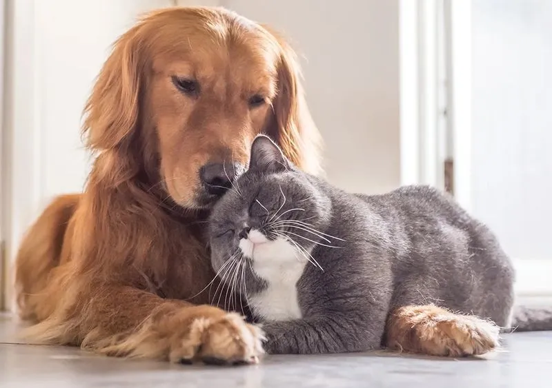 SANTENA - Ora cani e gatti potranno essere tumulati al cimitero insieme ai loro padroni