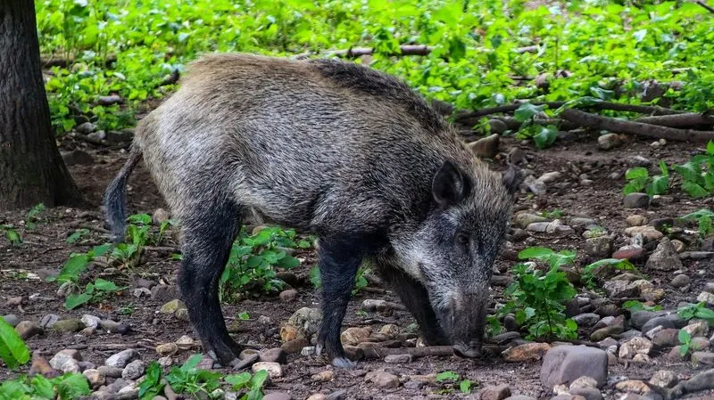 SETTIMO VITTONE - Cinghiali negli alpeggi, danni per le aziende agricole