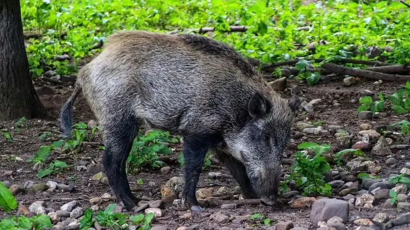 TORINO SUD - Fauna selvatica, «provvedimenti insufficienti, ancora troppi danni nelle campagne»