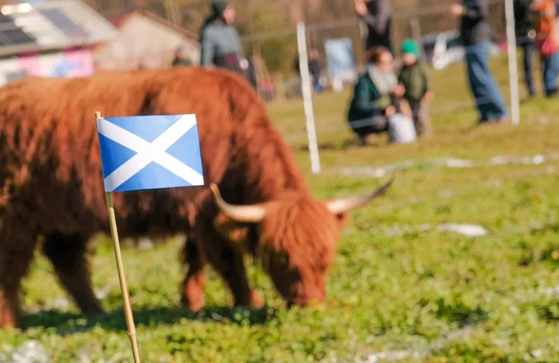 MIRAFIORI - Festa scozzese per il compleanno del vitellino Gino