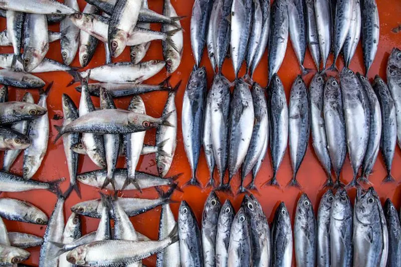 TORINO SUD - Sequestrati nove milioni di euro al grossista del pesce
