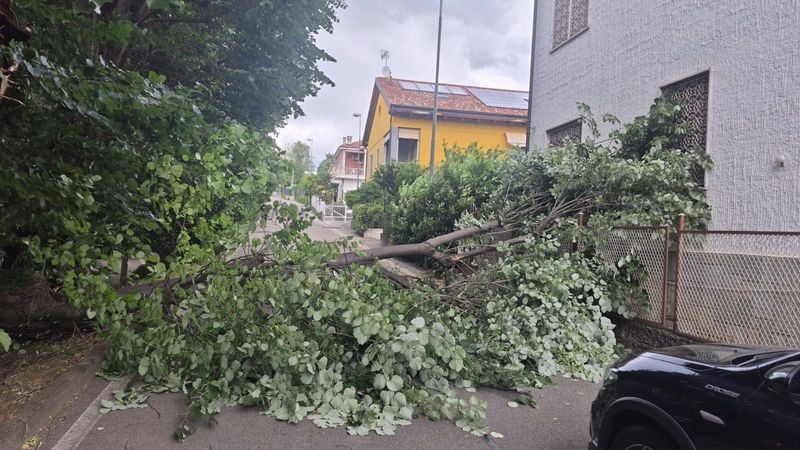 TROFARELLO - Raffiche di vento, albero precipita in strada: paura in via Belvedere