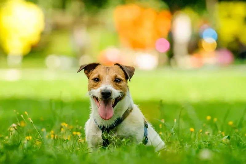 TROFARELLO - Allarme bocconi avvelenati: chiusa l'area cani di via Garibaldi