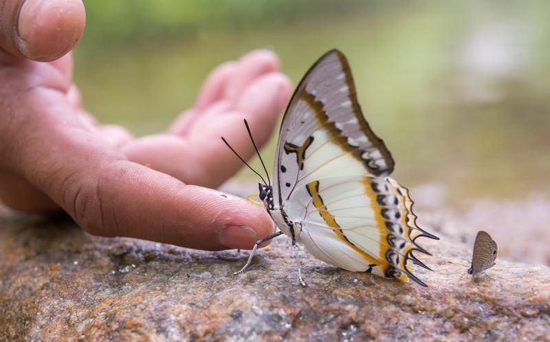 TROFARELLO - Progetto Metamorfosi: gli ospiti della casa di riposo crescono bellissime farfalle - FOTO