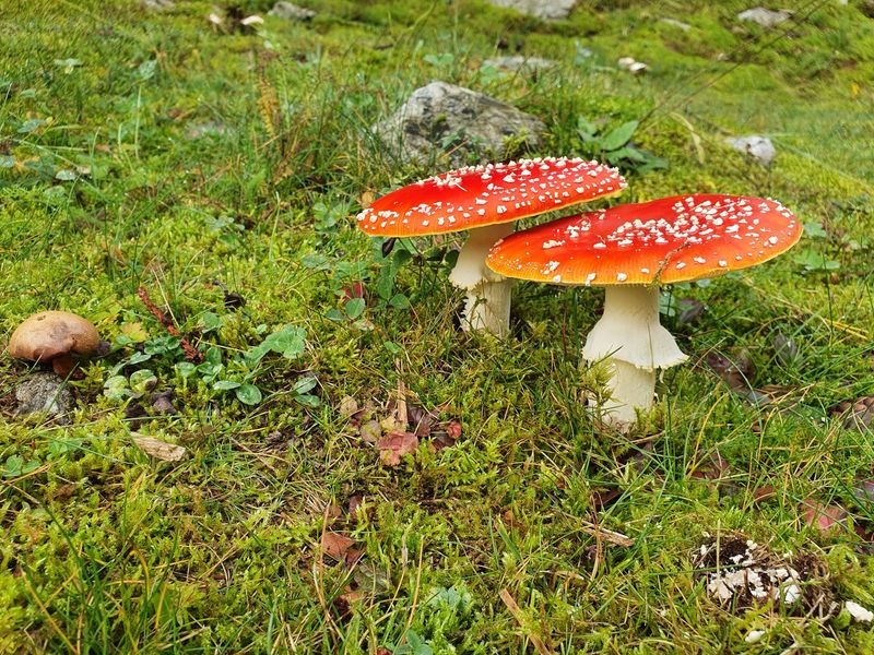 SALUTE E FUNGHI - Le regole per raccogliere e consumare i funghi in sicurezza. Cosa fare in caso di intossicazione